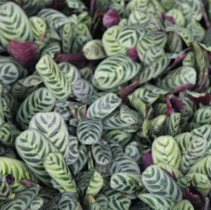 Add a Pop of Color with Calathea Makoyana Peacock Plant