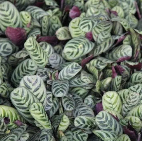 Add a Pop of Color with Calathea Makoyana Peacock Plant