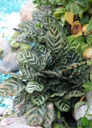 Add a Pop of Color with Calathea Makoyana Peacock Plant