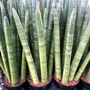 African Spear (Sansevieria cylindrica)