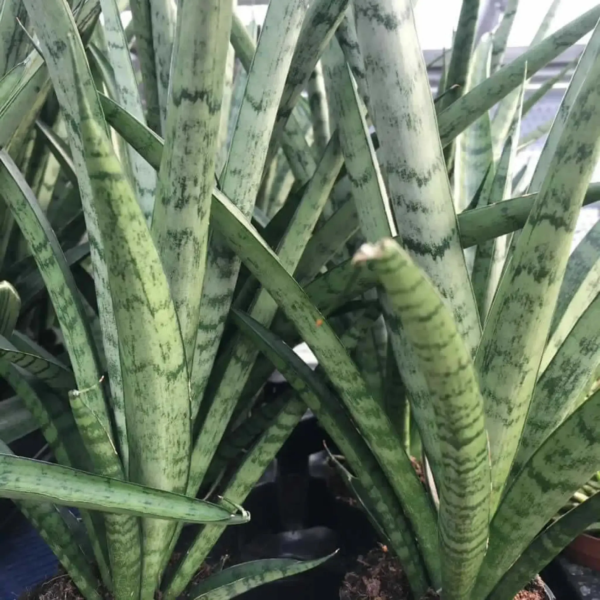 African Spear (Sansevieria cylindrica)