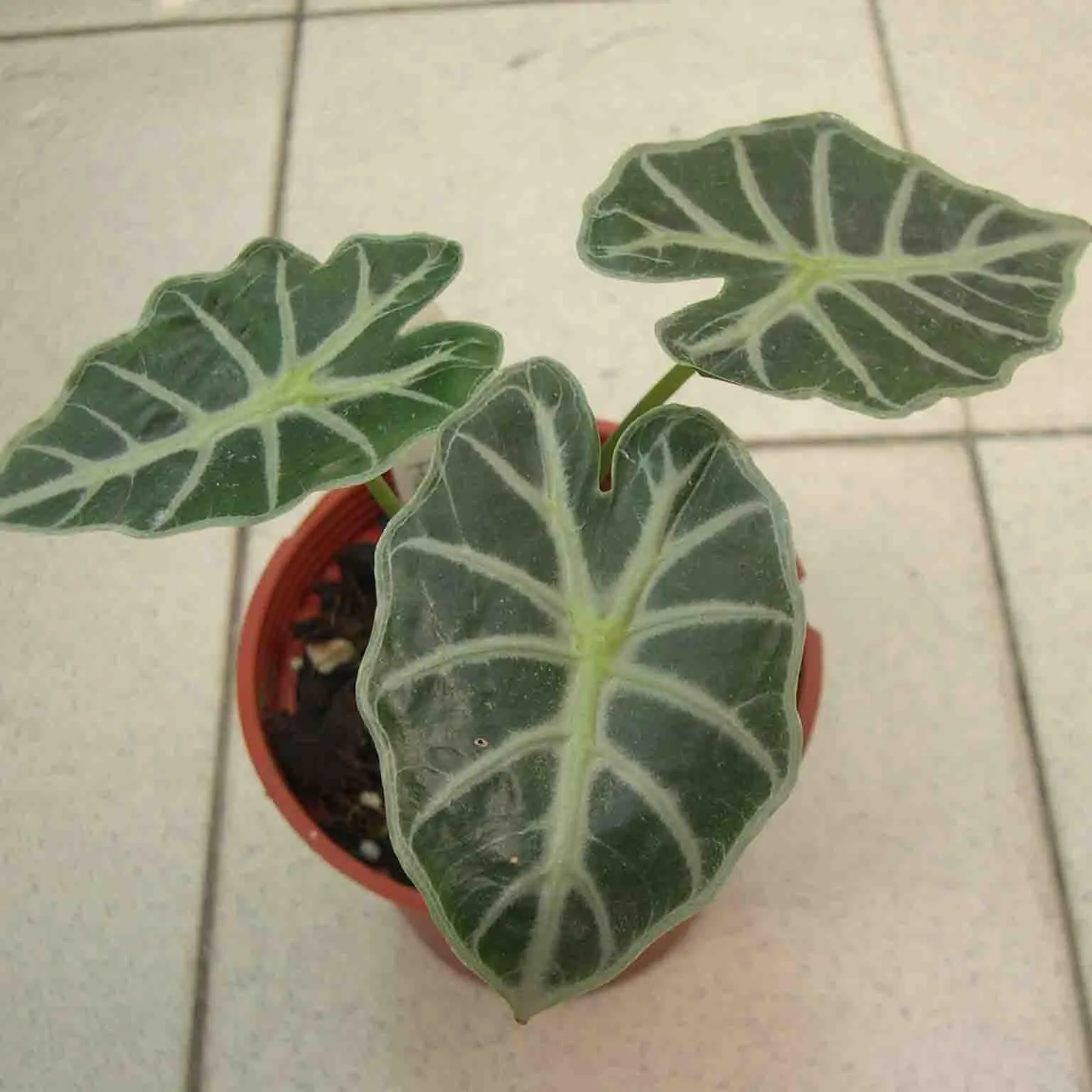 Alocasia Bambino, Exotic Rare Plants Alocasia Black Velvet Collectors Choice Plant