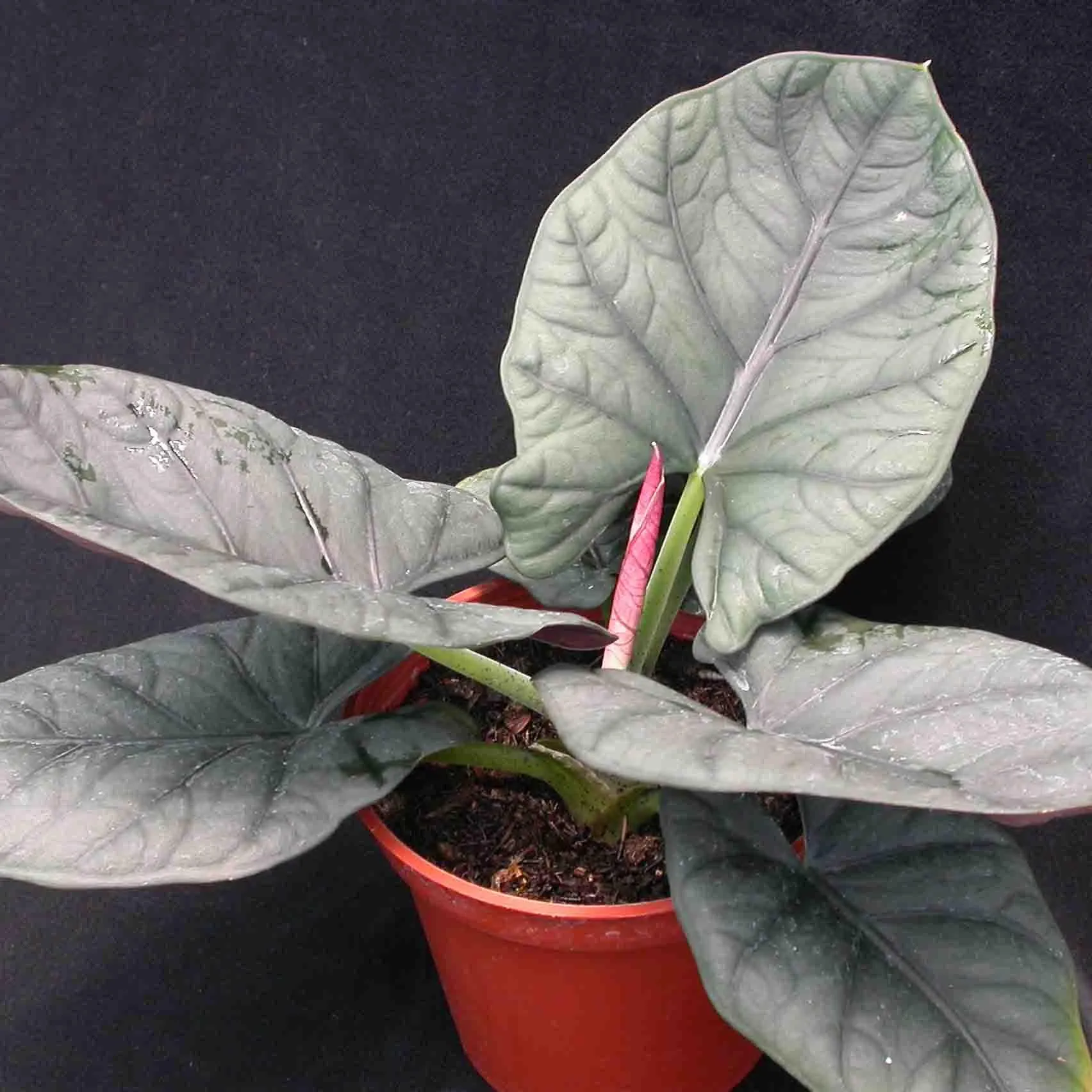 Alocasia caldium,Platone's Colocasia gigantea Thailand Giant Thai Giant Live Plant - 1 Healthy Live Plant