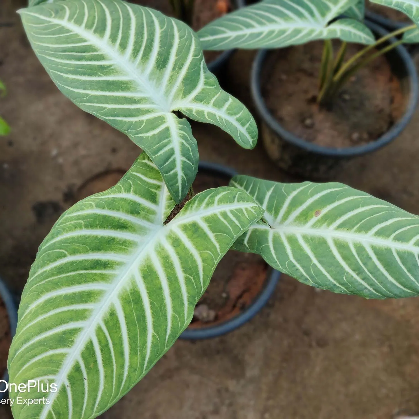 Alocasia Elephant,Borneo Giant Tropical Huge Elephant Ear Massive Foliage Plant For Growing Propagation