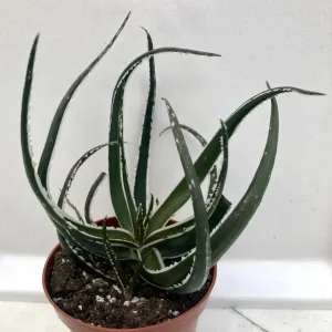 Aloe Maido