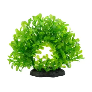 AquaSpectra Lindernia Ring 15cm