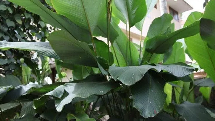 Beautiful and Lush Powder Leaf Calathea lutea Plant for Sale