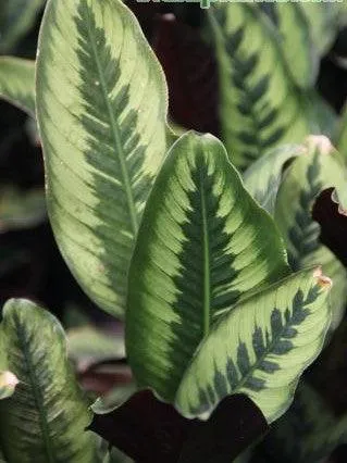 Beautiful Calathea Leopardina: Add Some Jungle Vibes to Your Home with This Eye-catching Plant