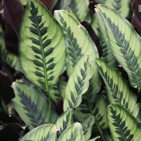 Beautiful Calathea Leopardina: Add Some Jungle Vibes to Your Home with This Eye-catching Plant