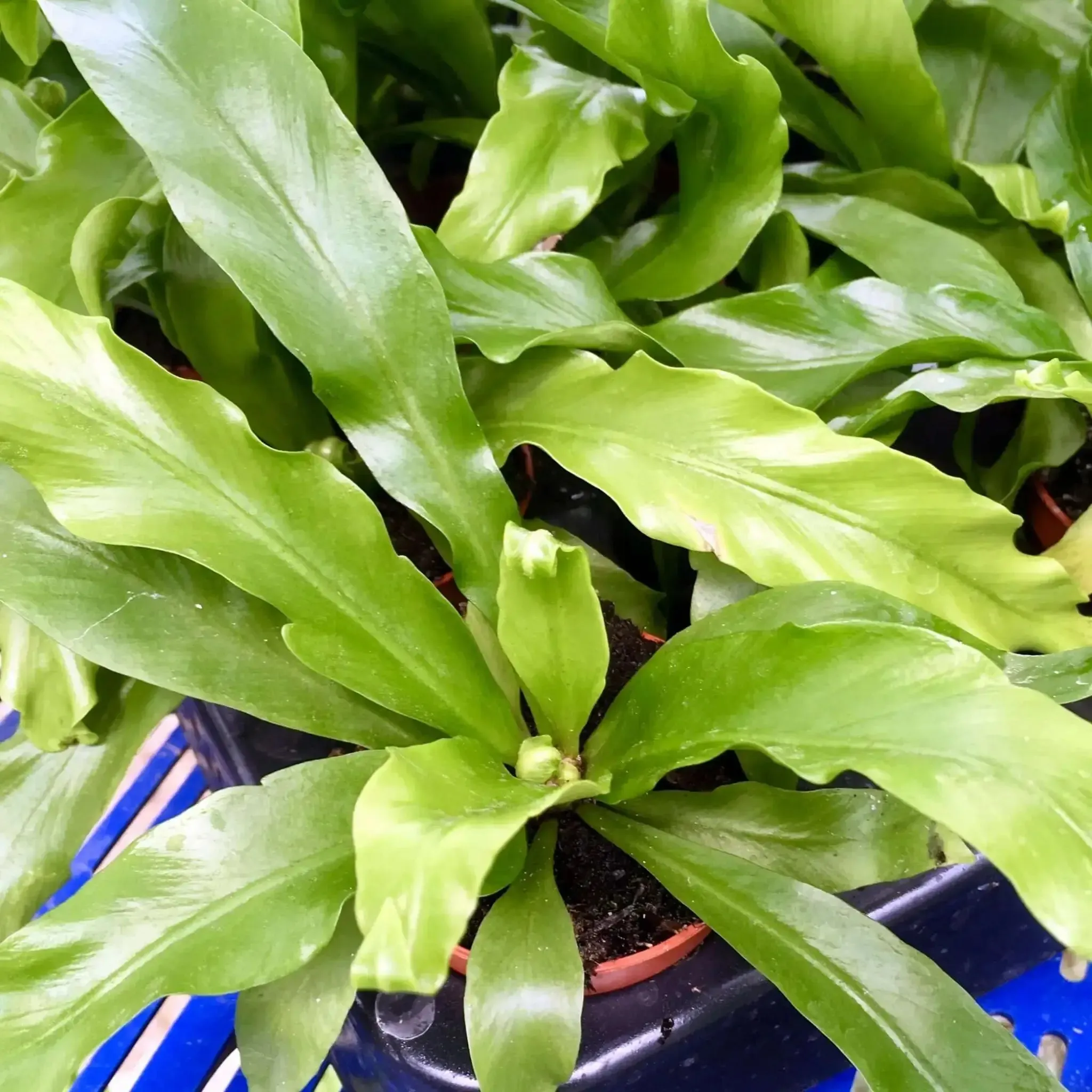 Bird's Nest Fern  (Asplenium antiquum)