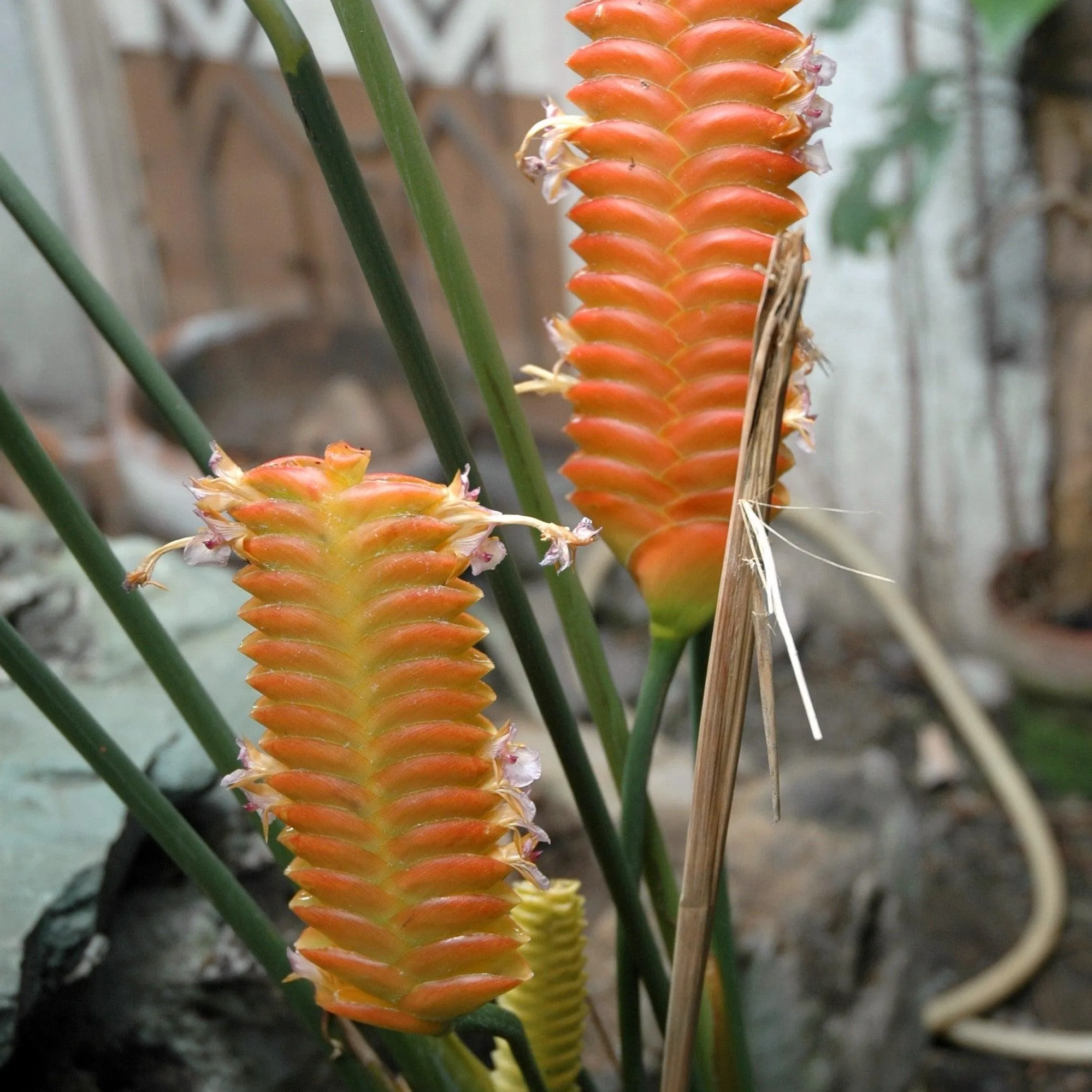 Brighten Up Your Space with Calathea crotalifera Orange Rattle - The Orange Calathea Plant