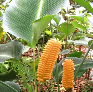 Brighten Up Your Space with Calathea crotalifera Orange Rattle - The Orange Calathea Plant