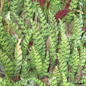 Bring Home the Majestic Beauty of Calathea Insignis - Rattlesnake Plant