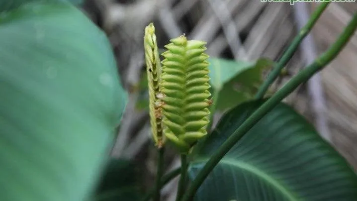 Bring Nature's Beauty to Your Home with Calathea Crotalifera - The Red Rattle Snake Plant