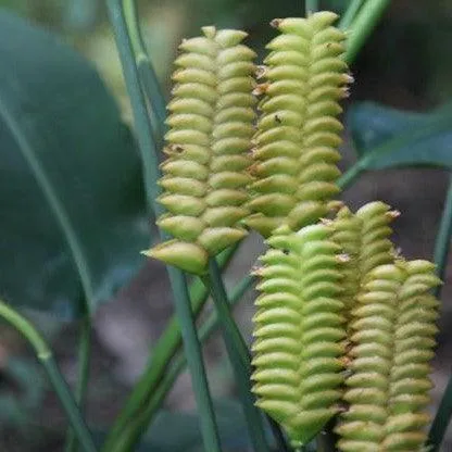 Bring Nature's Beauty to Your Home with Calathea Crotalifera - The Red Rattle Snake Plant