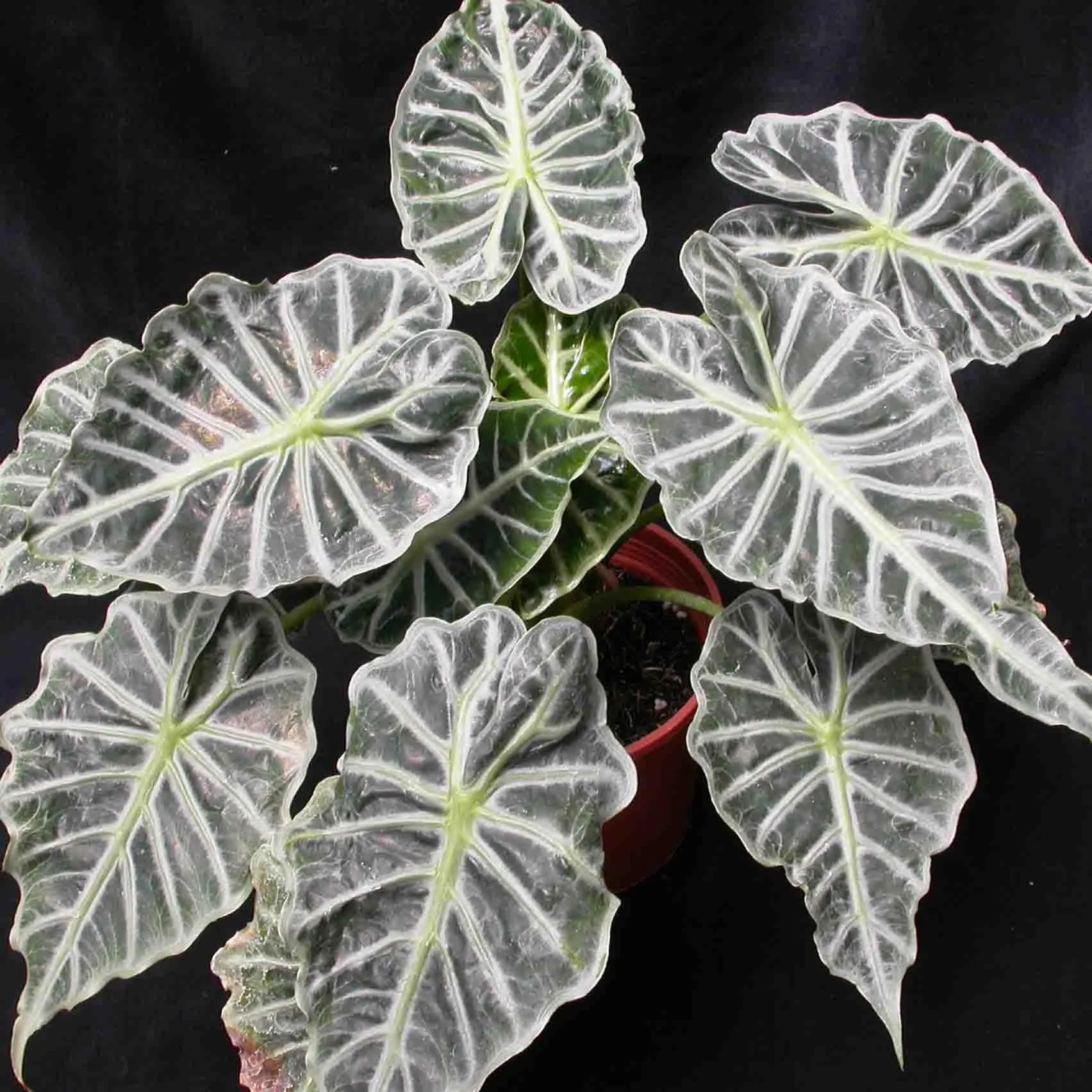 Bring Nature's Beauty to Your Home with the Alocasia Dwarf Plant