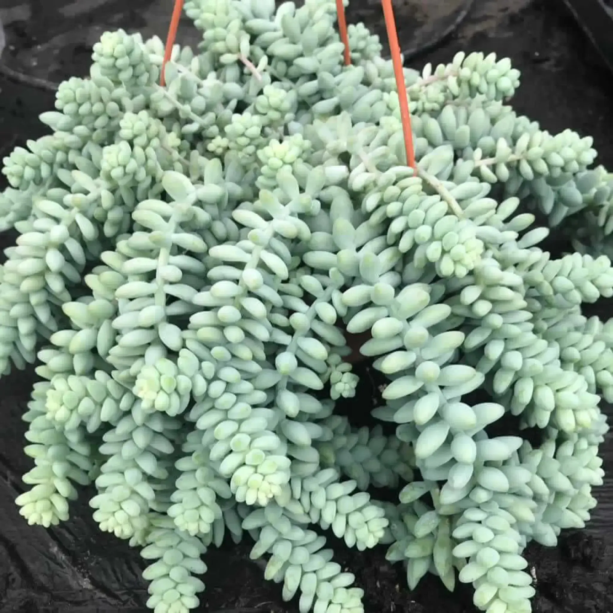 Burro's Tail Cactus (Sedum morganianum 'Burrito')