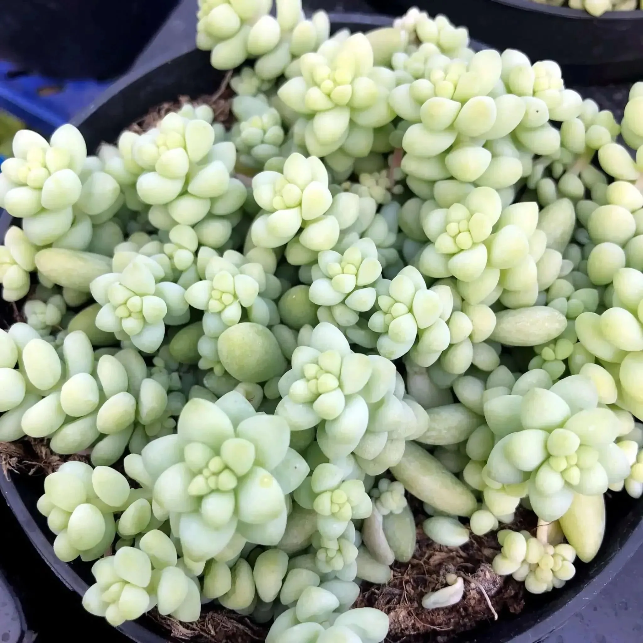 Burro's Tail Cactus (Sedum morganianum 'Burrito')