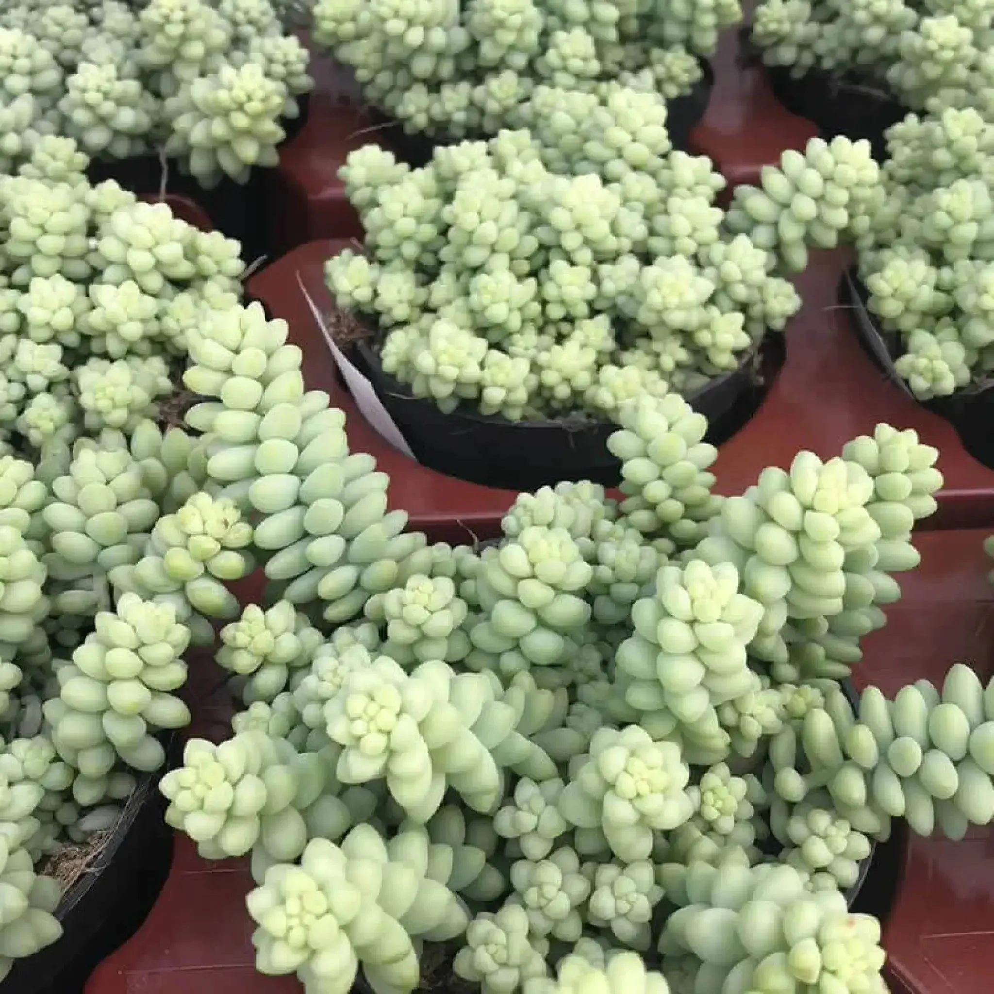 Burro's Tail Cactus (Sedum morganianum 'Burrito')