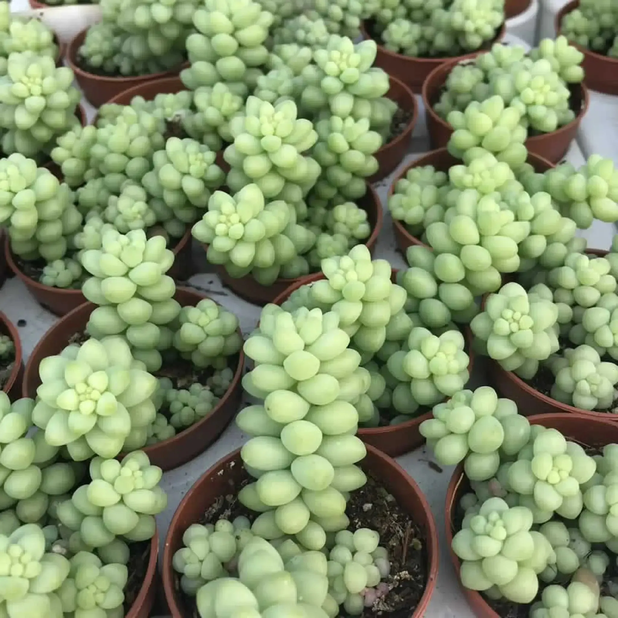 Burro's Tail Cactus (Sedum morganianum 'Burrito')