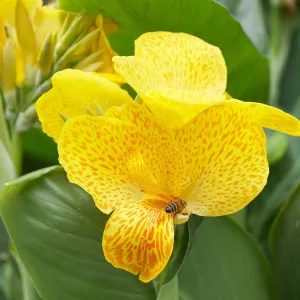 Canna Happy Emily Aquatic Pond Plant - Water Canna