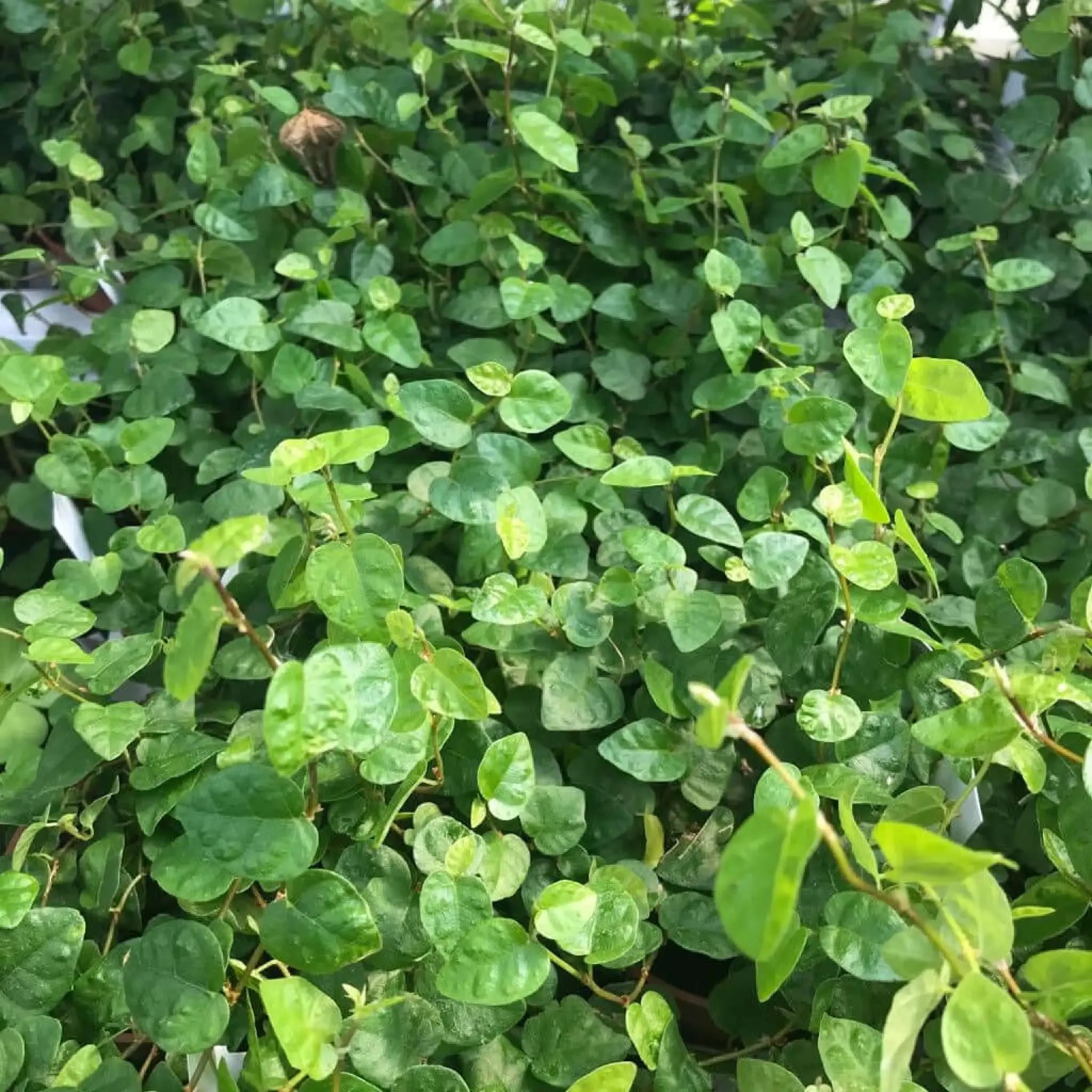 Creeping Fig (Ficus pumila)