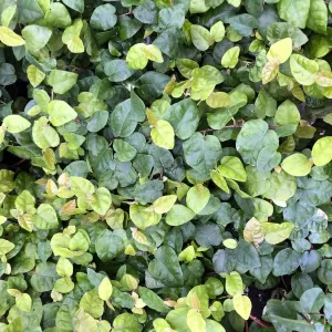 Creeping Fig (Ficus pumila)