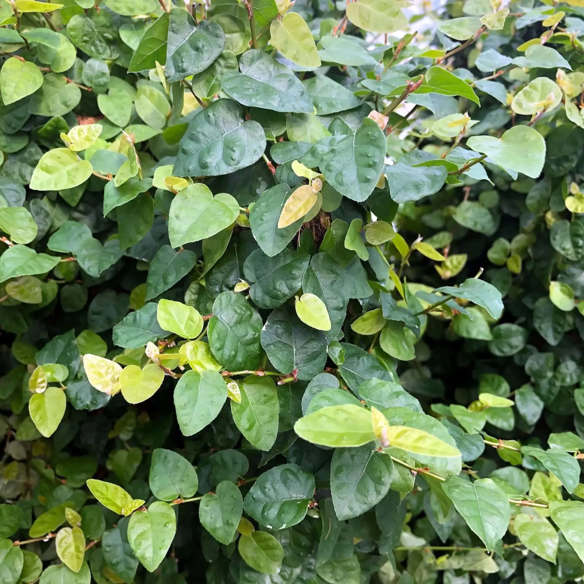 Creeping Fig (Ficus pumila)