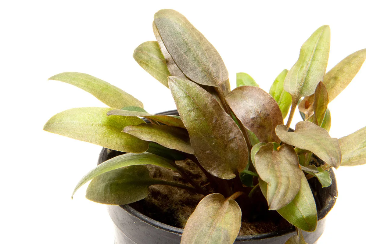 Cryptocoryne Tropica Hybrid