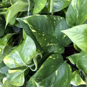 Devil's Ivy (Epipremnum aureum)