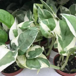 Devil's Ivy 'Variegated' (Epipremnum aureum 'N'Joy')