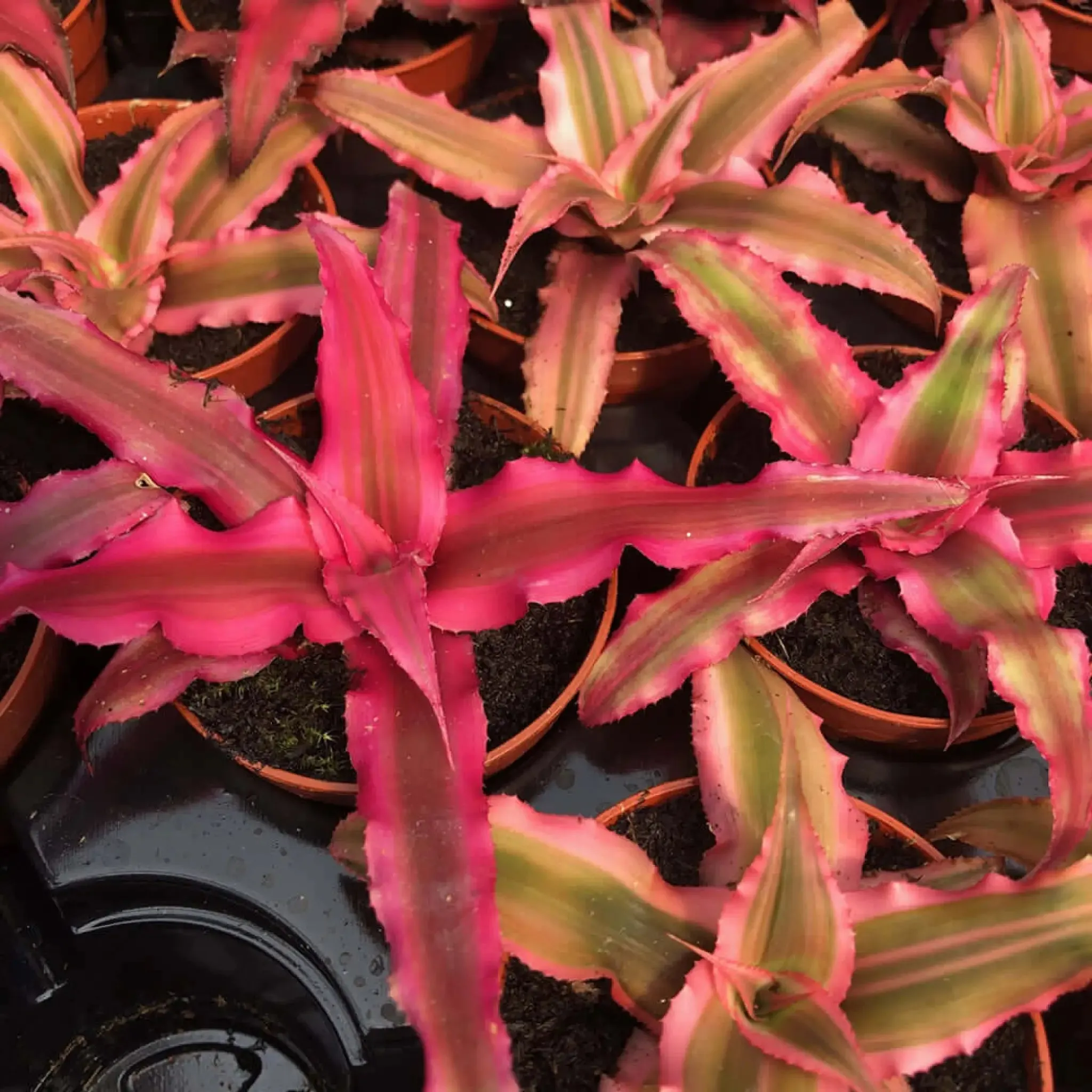 Earth Star (Cryptanthus sp.)