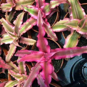 Earth Star (Cryptanthus sp.)