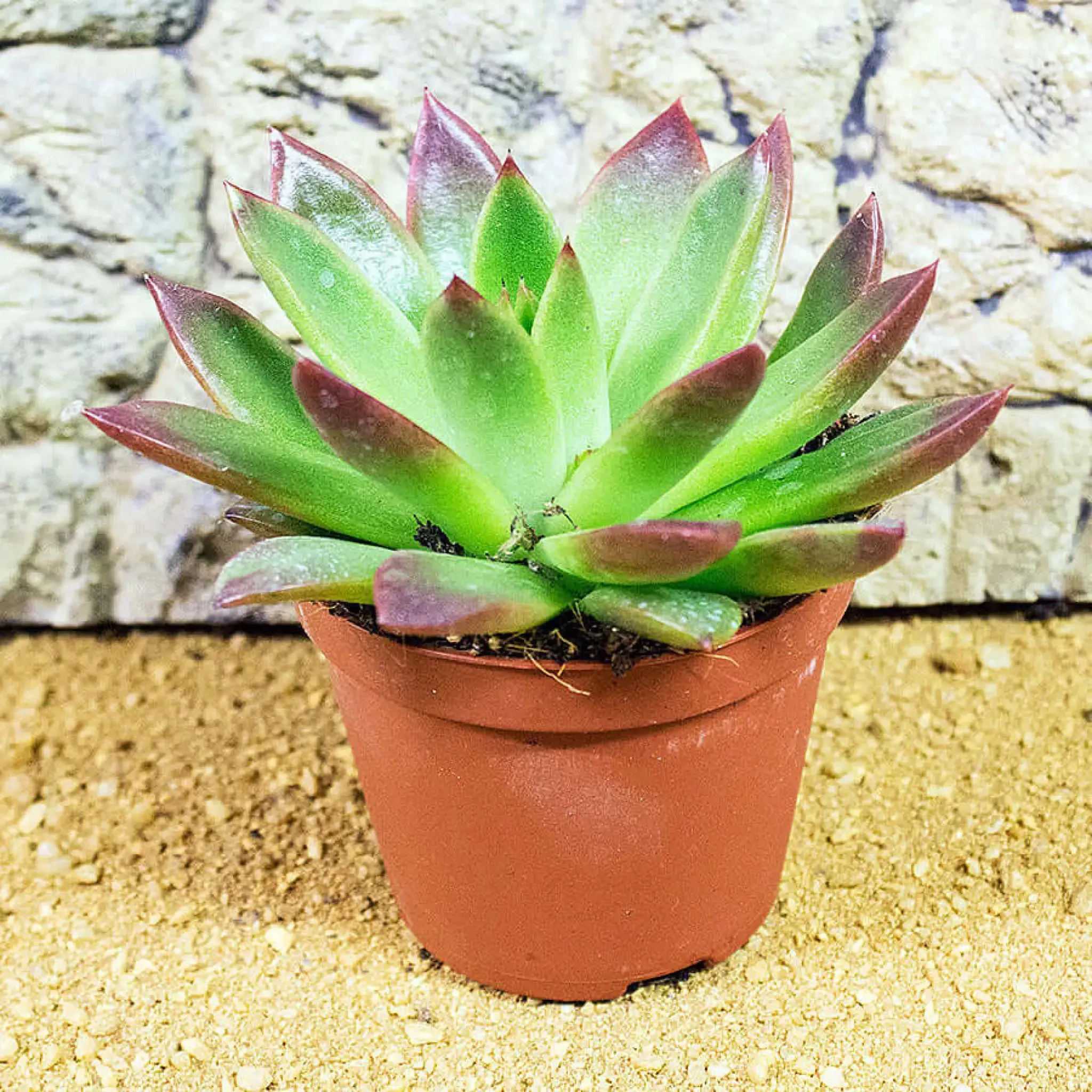 Echeveria agavoides 'Ebony'