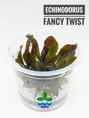 Echinodorus Fancy Twist TC Cup