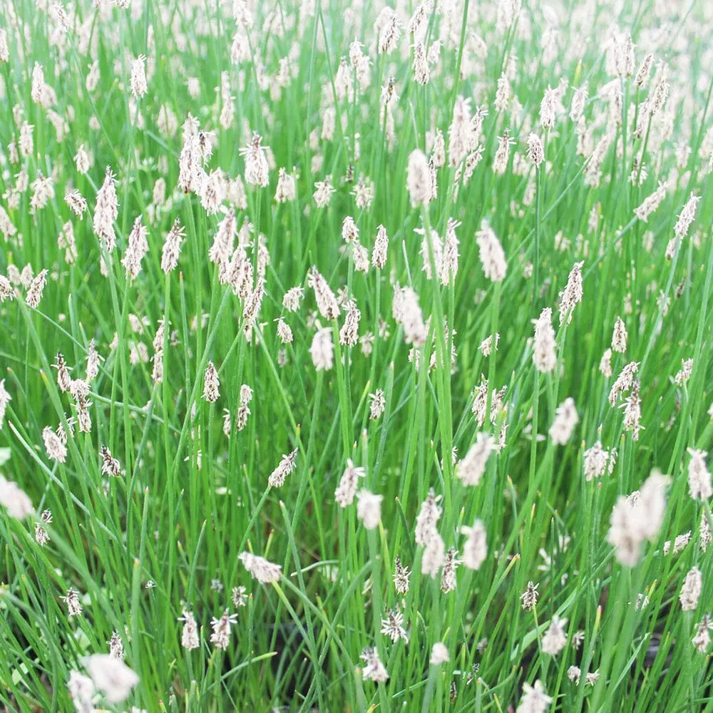 Eleocharis Palustris Aquatic Pond Plant - Creeping Spike Rush