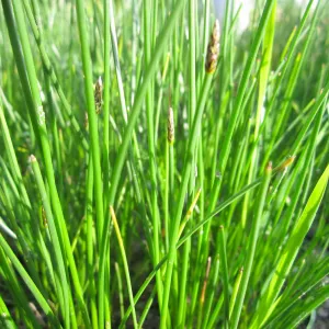 Eleocharis Palustris Aquatic Pond Plant - Creeping Spike Rush