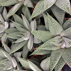 Fairy Washboard 'Spider White' (Haworthiopsis limifolia)