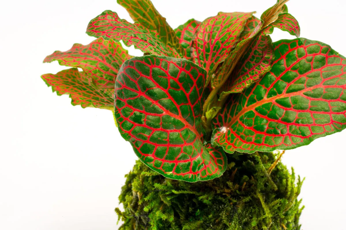 Fittonia Albivenis on Christmas Moss Clay Ball