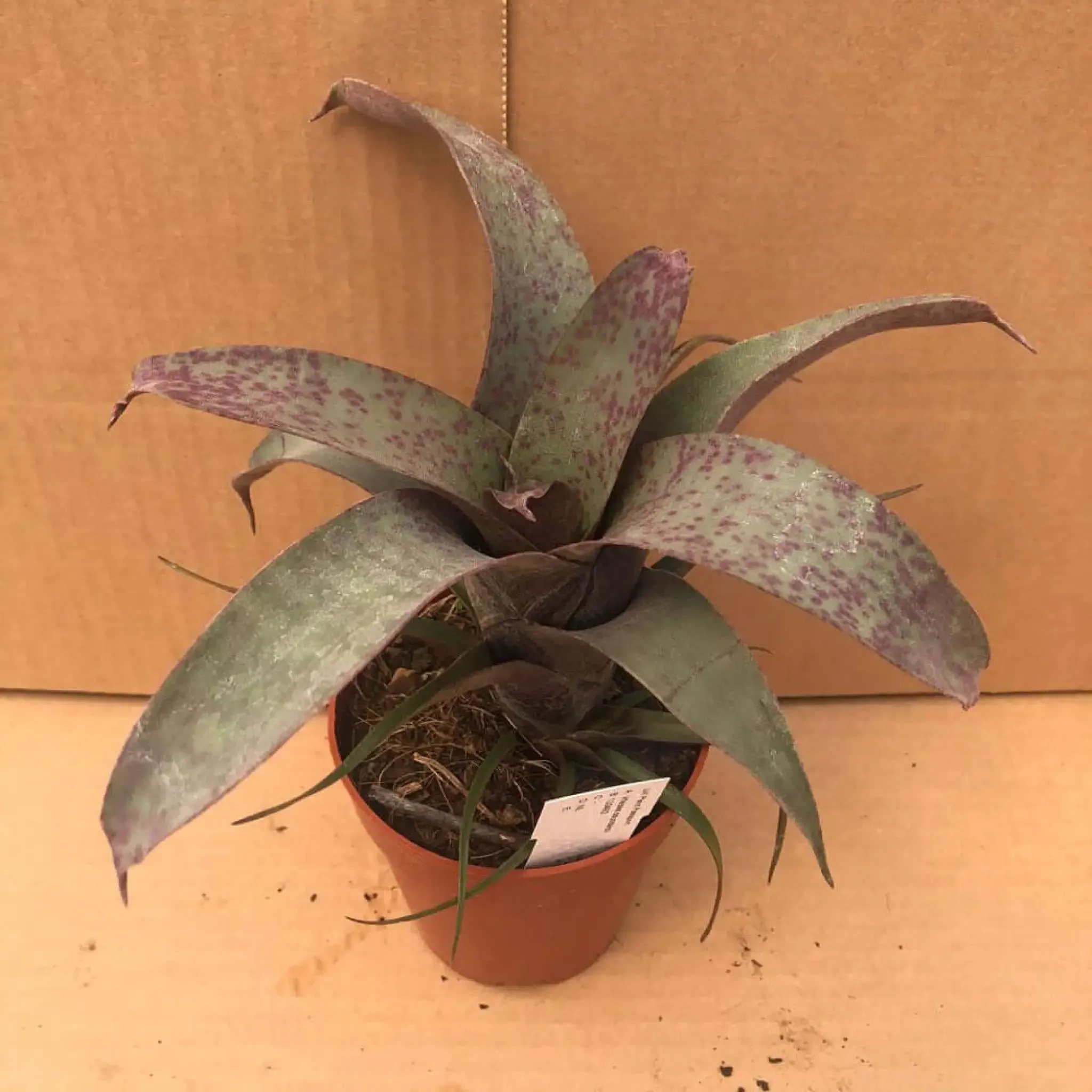 Flaming Sword (Vriesea saundersii)