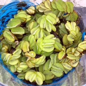 Floating Fern (Salvinia natans)