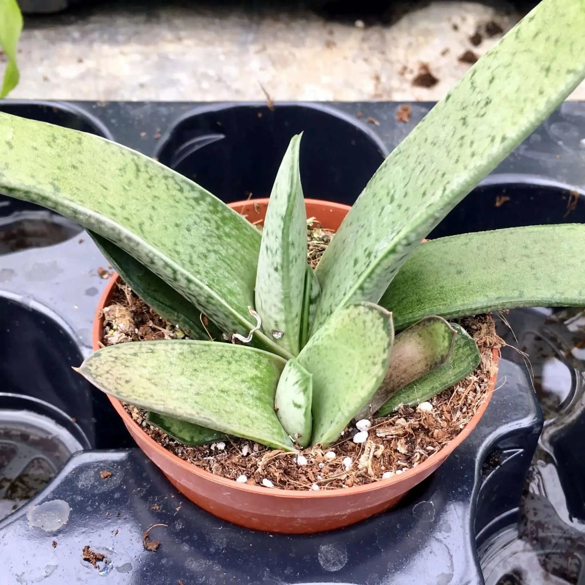 Gasteria 'Little Warty'