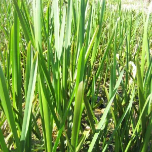 Glyceria Maxima Aquatic Pond Plant - Reed Sweetgrass