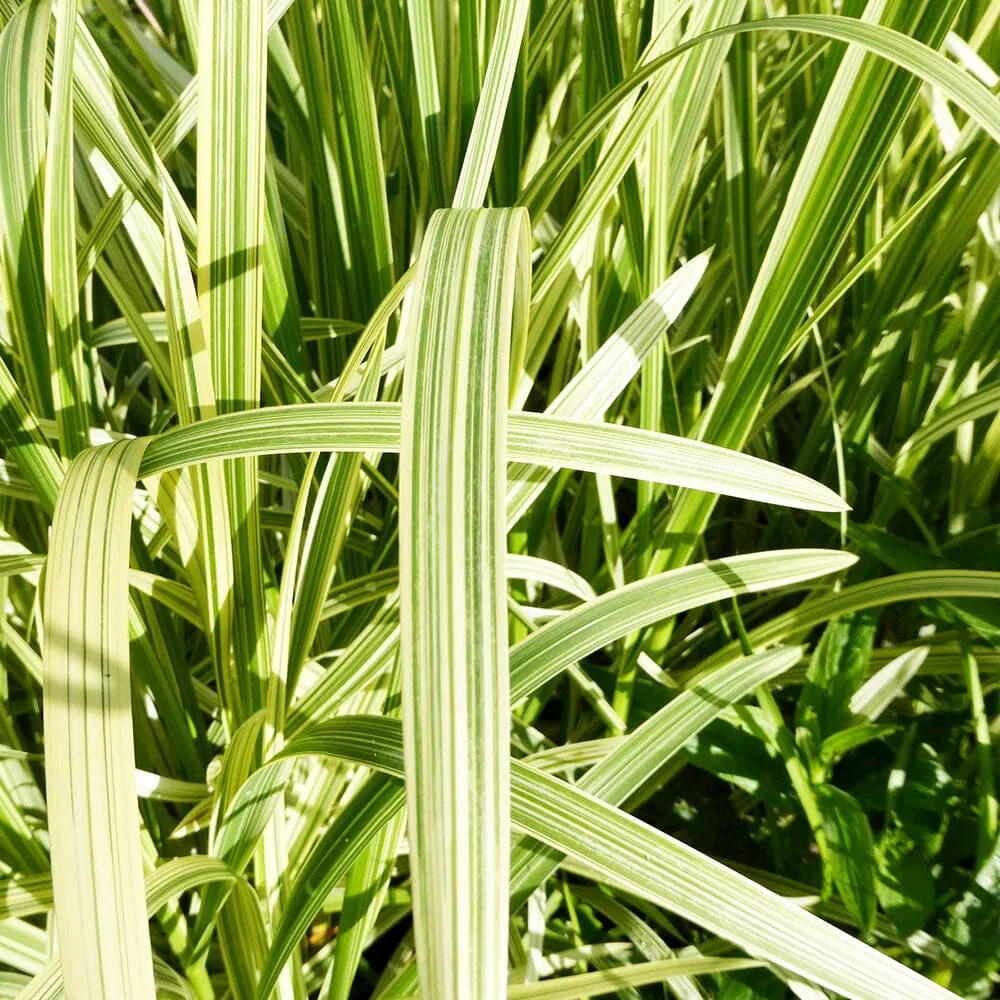 Glyceria Maxima Variegata Aquatic Pond Plant - Reed Sweetgrass