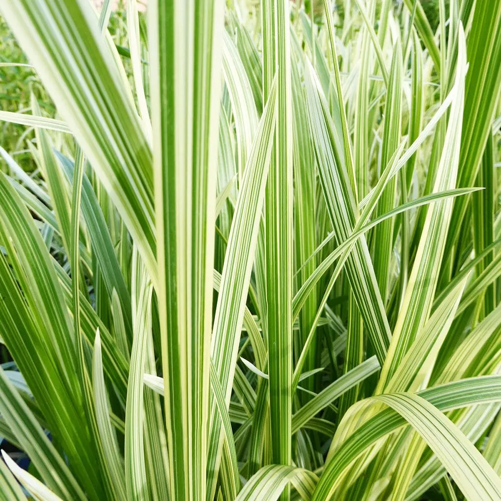 Glyceria Maxima Variegata Aquatic Pond Plant - Reed Sweetgrass