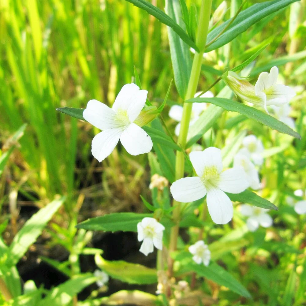 Gratiola Officinalis Aquatic Pond Plant - Hedge Hyssop