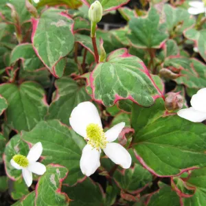 Houttuynia Cordata Boo Boo Aquatic Pond Plant - Chameleon Plant