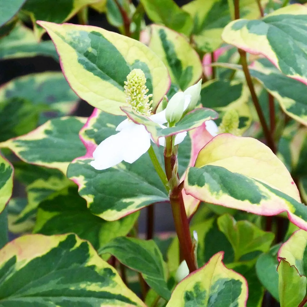 Houttuynia Cordata Chameleon Aquatic Pond Plant - Chameleon Plant