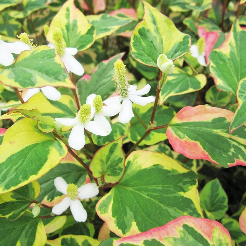 Houttuynia Cordata Chameleon Aquatic Pond Plant - Chameleon Plant