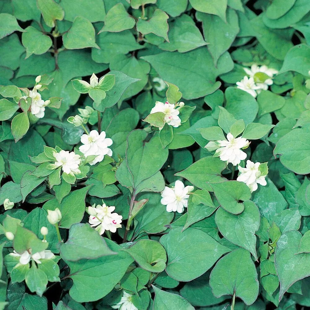 Houttuynia Cordata Plena Aquatic Pond Plant - Chameleon Plant